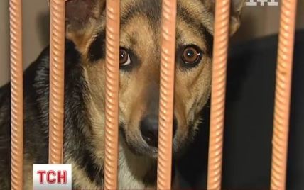 Любителі песиків Німеччини виділяють тисячі євро на стерилізацію українських собак