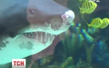 Нову київську акулу радять годувати креветками