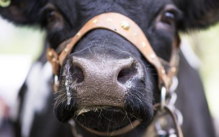 В России решили "раскулачить" владельцев скота