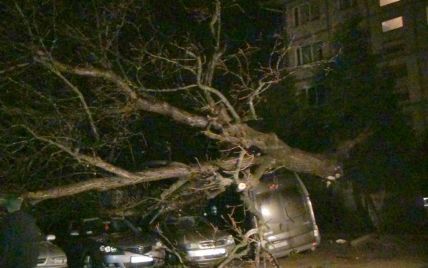 В Івано-Франківську дерево розтрощило 5 авто та лінію електропередач