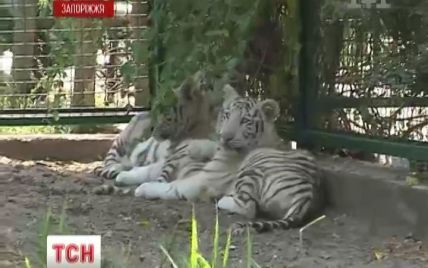 На Азовському узбережжі з'явились білі тигри