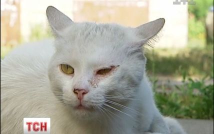 У Києві котик і дві собаки чекають на померлу господарку на тому ж місці, де вона їх лишила