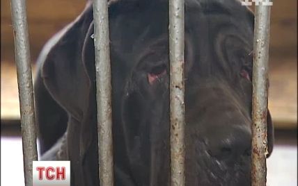 Київські собаки з притулку не доїли на 400 тис. грн