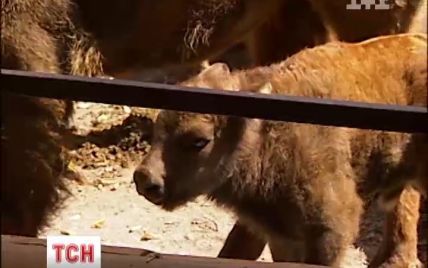 У Київському зоопарку діти обрали ім'я маленькому зубру