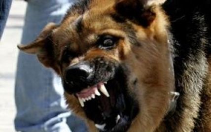 Вискочили на вулицю і напали на перехожих: у Донецькій області собаки загризли 34-річного чоловіка