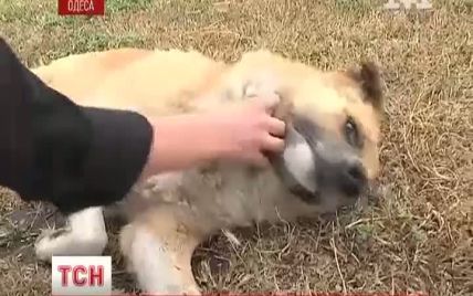 Жителька Одеси врятувала жорстоко побитого пса та шукає йому домівку