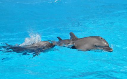 Скандальний дельфінарій переїде до столичного зоопарку