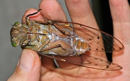 Громкие, как газонокосилка: на США обрушатся миллионы цикад впервые за 17 лет