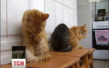 У Києві котолюбка влаштувала в квартирі звалище із котами, тарганами та нестерпним смородом