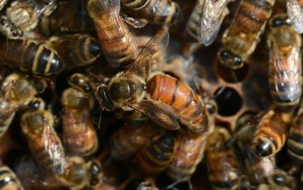 Супрун спростувала міф про користь бджолиних укусів