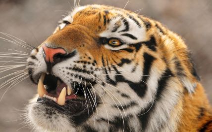 На півдні Індії закрили школи через тигра-людожера