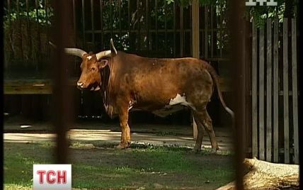 У київському зоопарку до смерті побилися рідкісні корови
