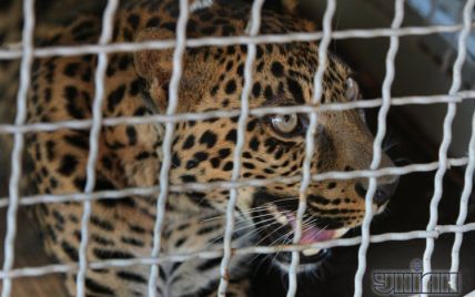 В Москве нашли двух молодых леопардов