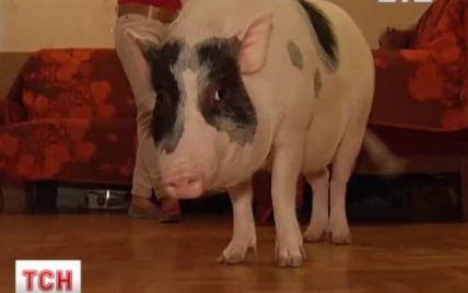 У центрі столиці у 3-кімнатній квартирі кияни завели  40-кілограмову свиню