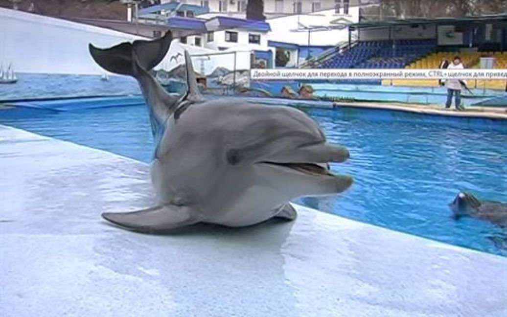 Дельфін вражає не тільки тренера, але і вчених / © redorbit.com