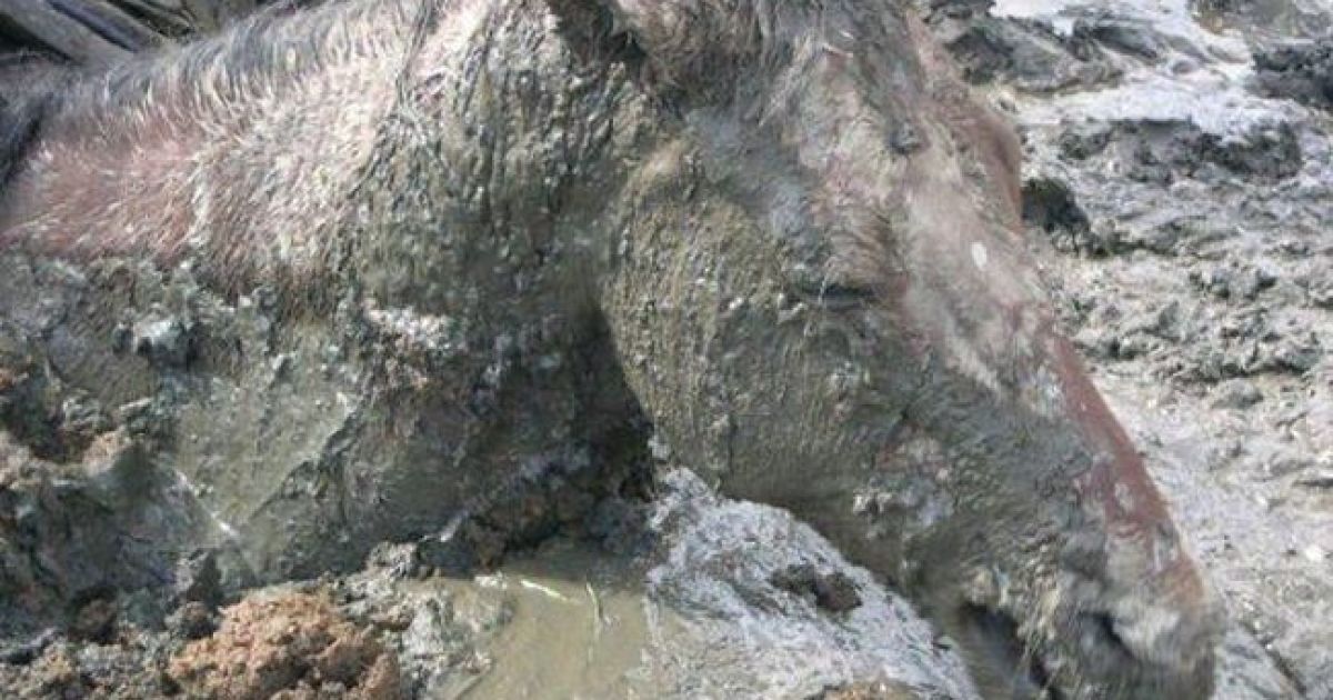 Кінь ледве не помер на болоті