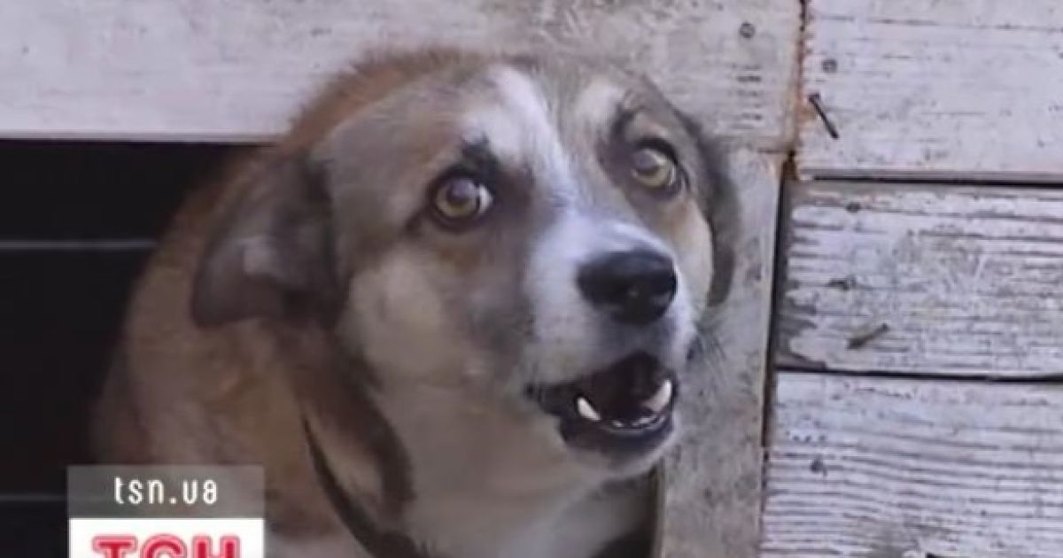 Пес загриз лисицю і оскаженів