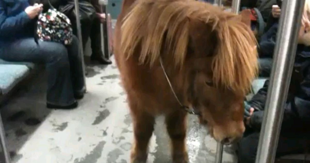 Старенький пони погиб от укусов собак