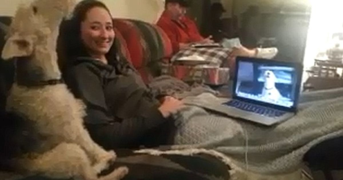 Дві собаки поспілкувались по Skype