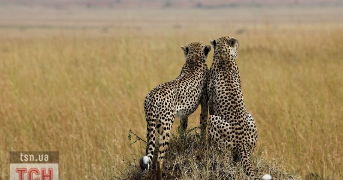 Пара гепардів у кенійському зоопарку / © Фото EPA/UPG