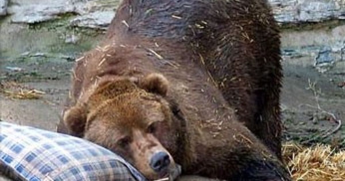 Київські клишоногі засинають до весни