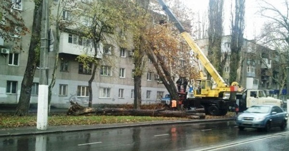 В Одесі почався деревопад