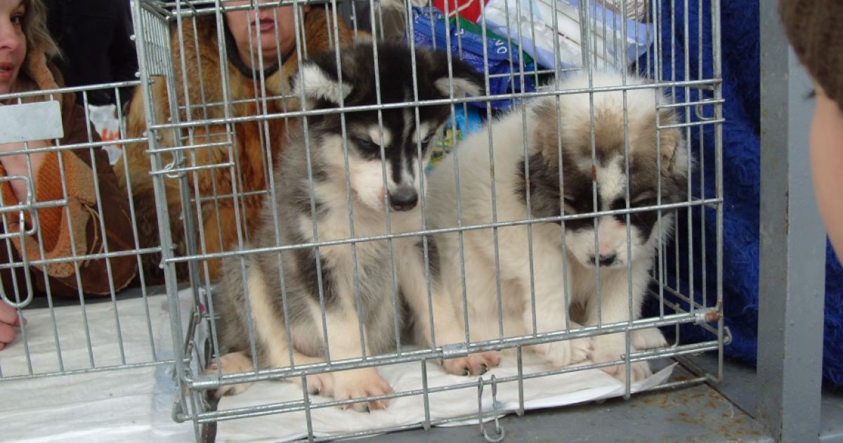 Продавці відносяться до тварин, як до простого товару