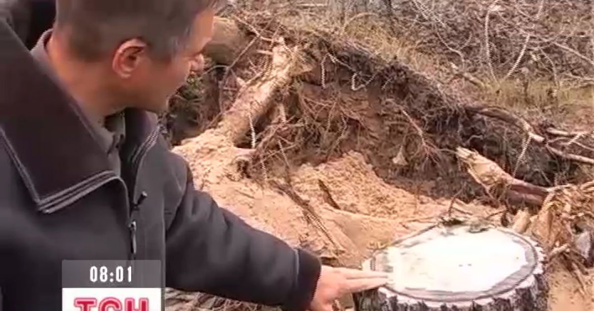 Екологи кажуть, що вирубка дерев призведе до справжньої катастрофи