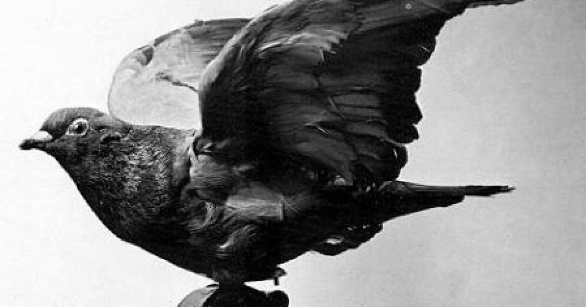 В&rsquo;язень перетворив голуба на наркокур&rsquo;єра.