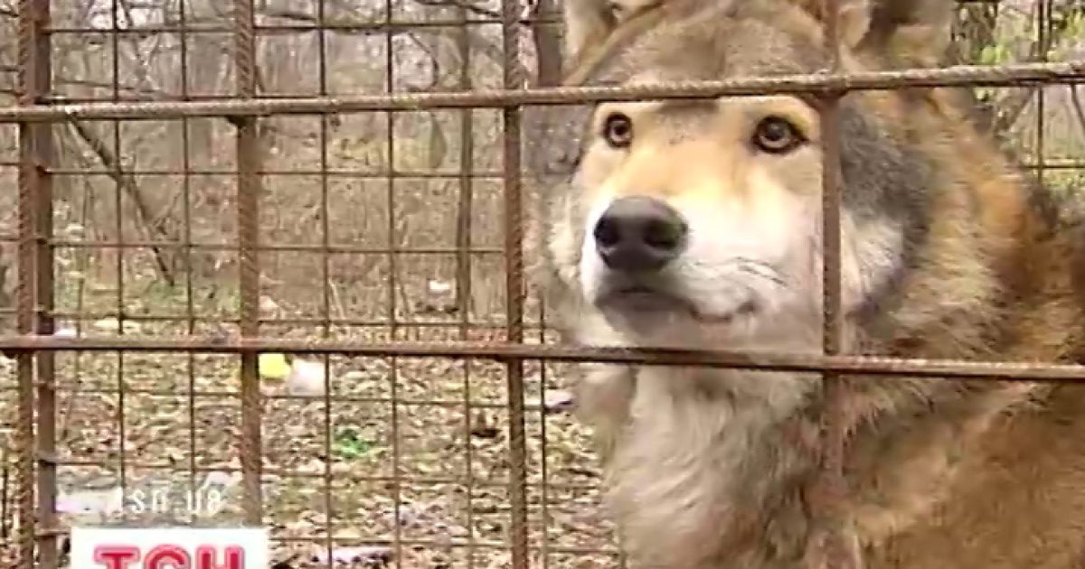 Вовк у гідропарку ділиться їжею з місцевими собаками