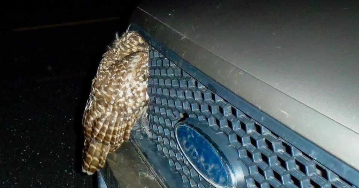 Сова пробила головою радіатор.