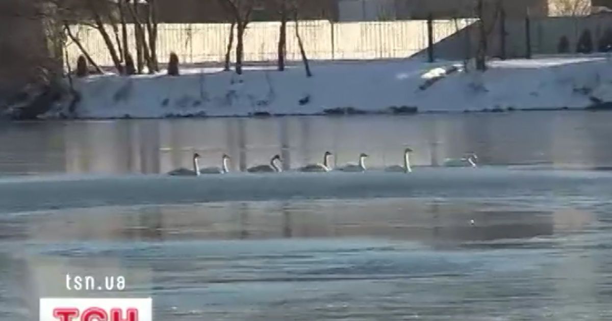 Птахи сіли на озеро перепочити після тривалого перельоту