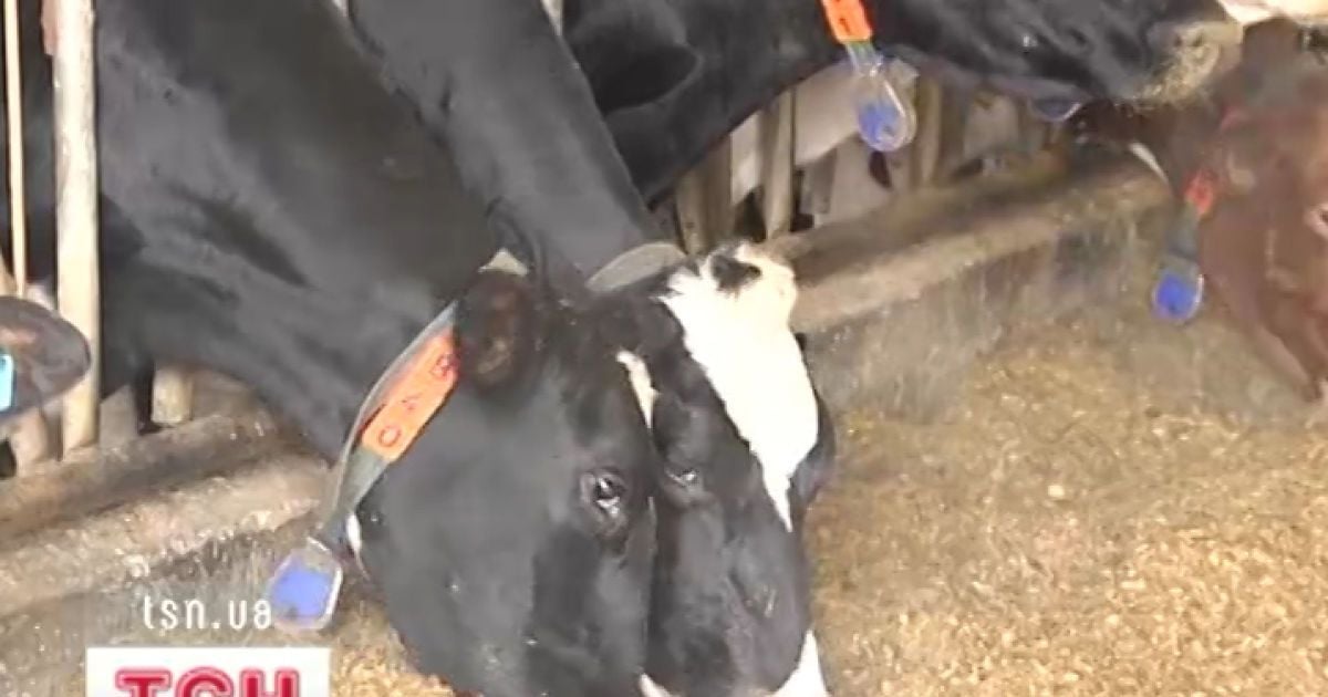 В Європі хворіють корови