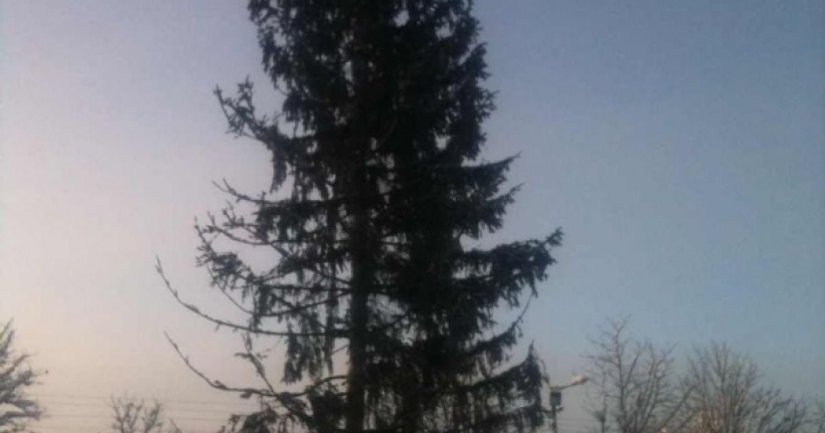Ялинка у Фастові