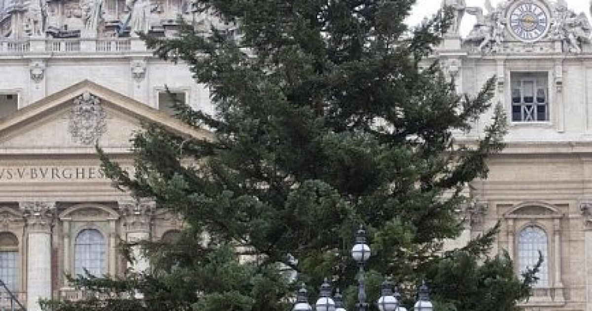 У Ватикані 6 грудня встановили "сусідську" італійську ялинку / © Фото EPA/UPG
