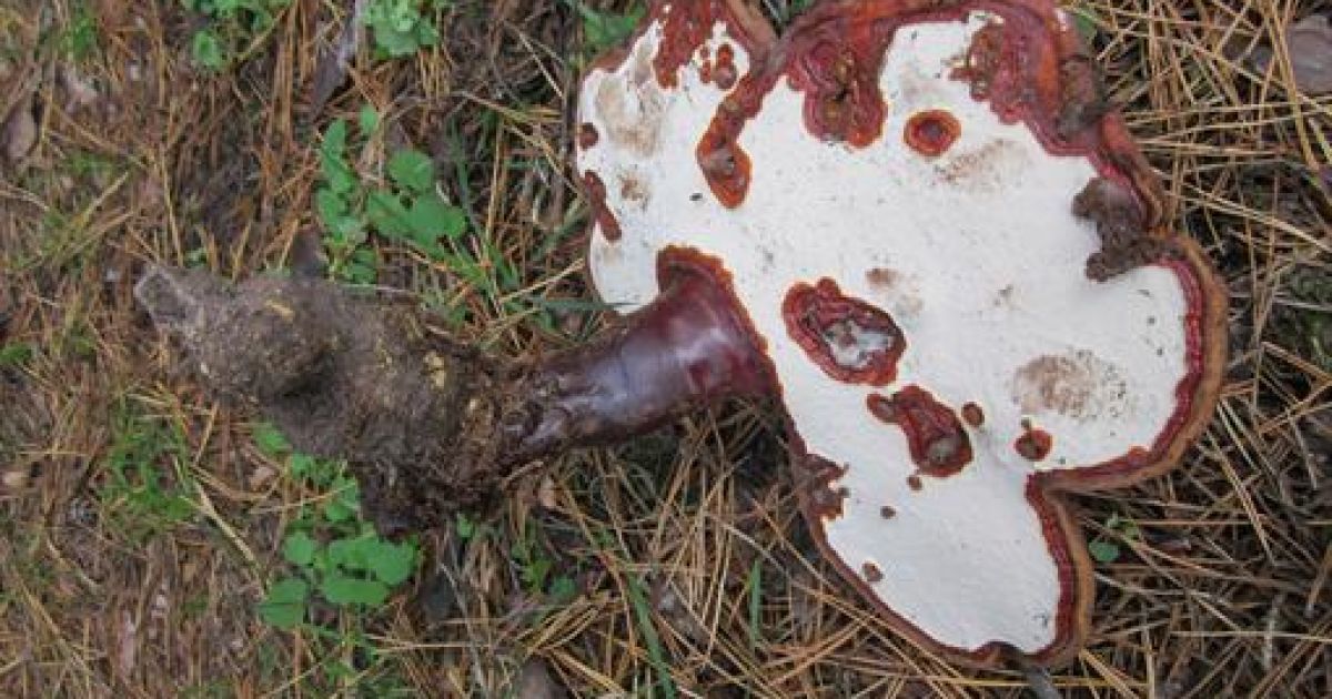 Біологи радять засушити гриб або віднести в музей