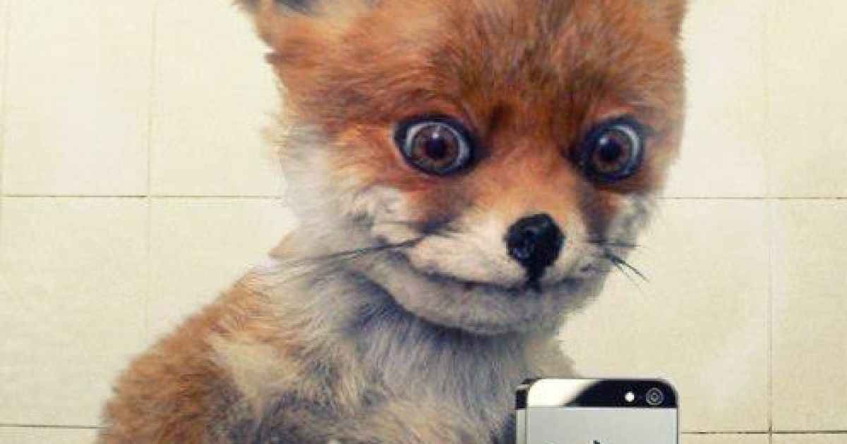 Британка розповіла історію "обдовбаного лиса"