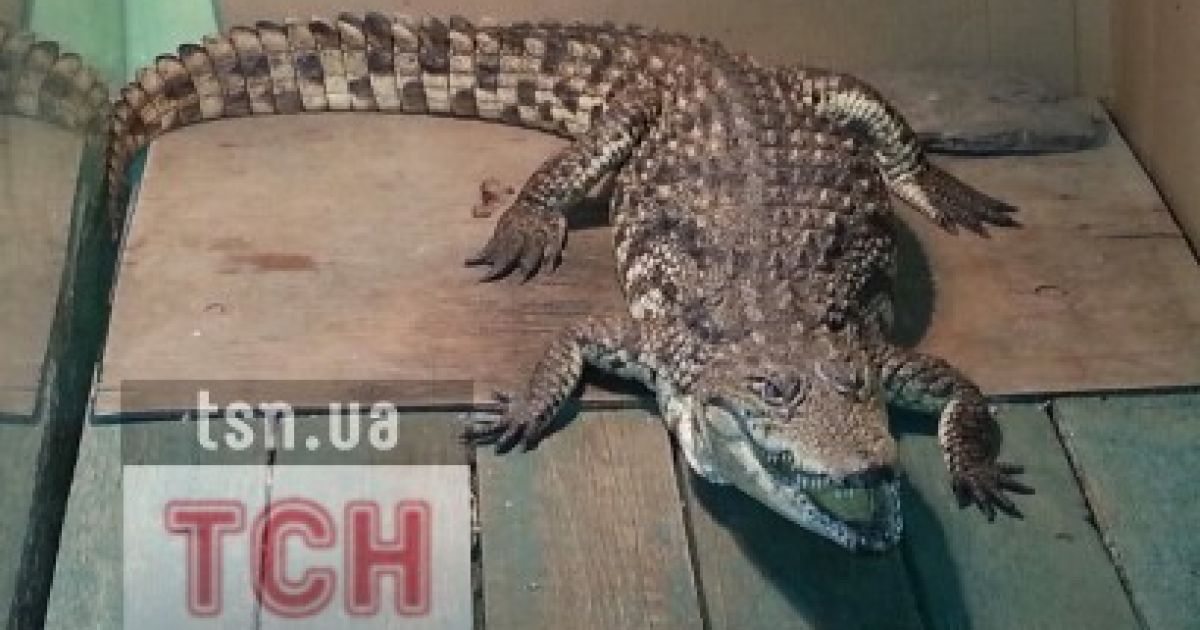 Активісти запевняють, що в будинку відпочинку померло декілька крокодилів.