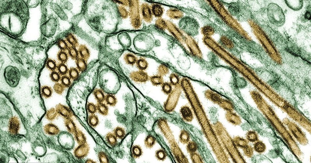 Новий штам грипу може передаватися від людини до людини
