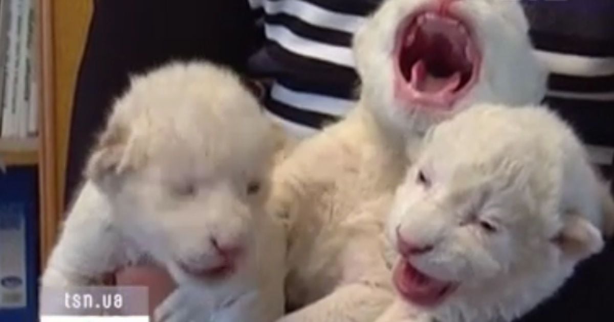 Кожні дві години малюкам дають спеціальну молочну суміш