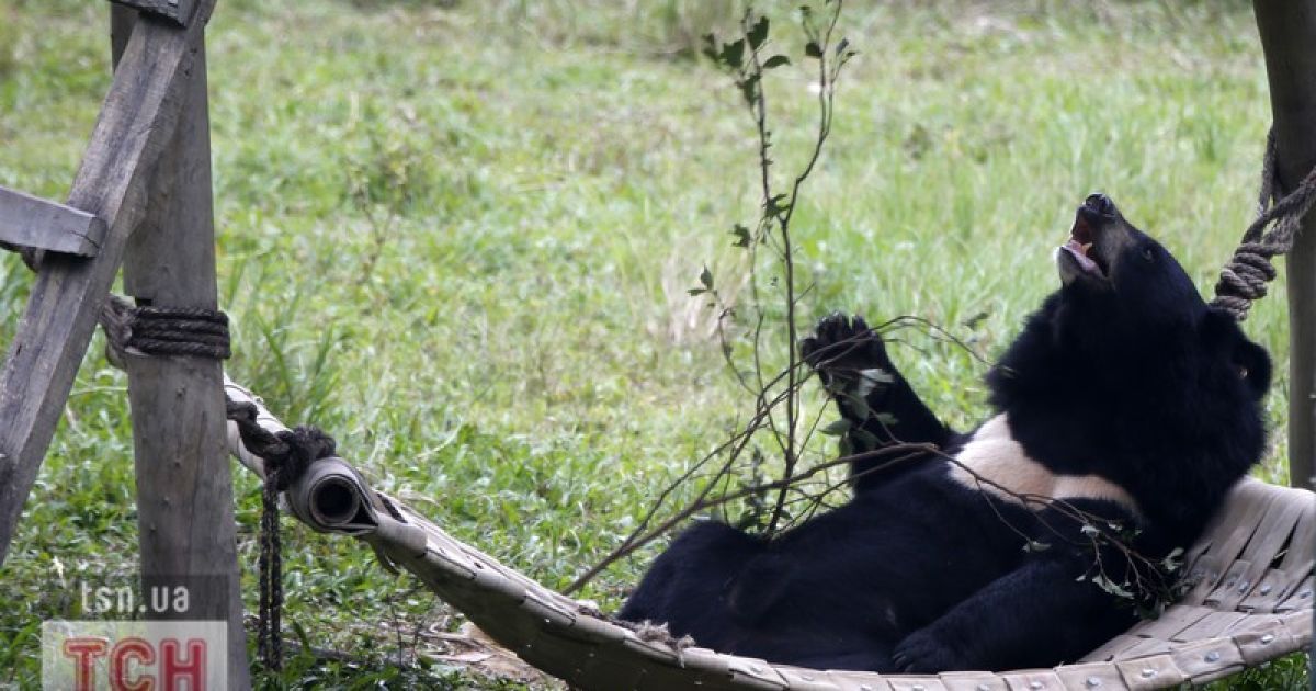 Активісти врятували ведмедя від загибелі, який тепер облюбував собі гамак / © Фото EPA/UPG