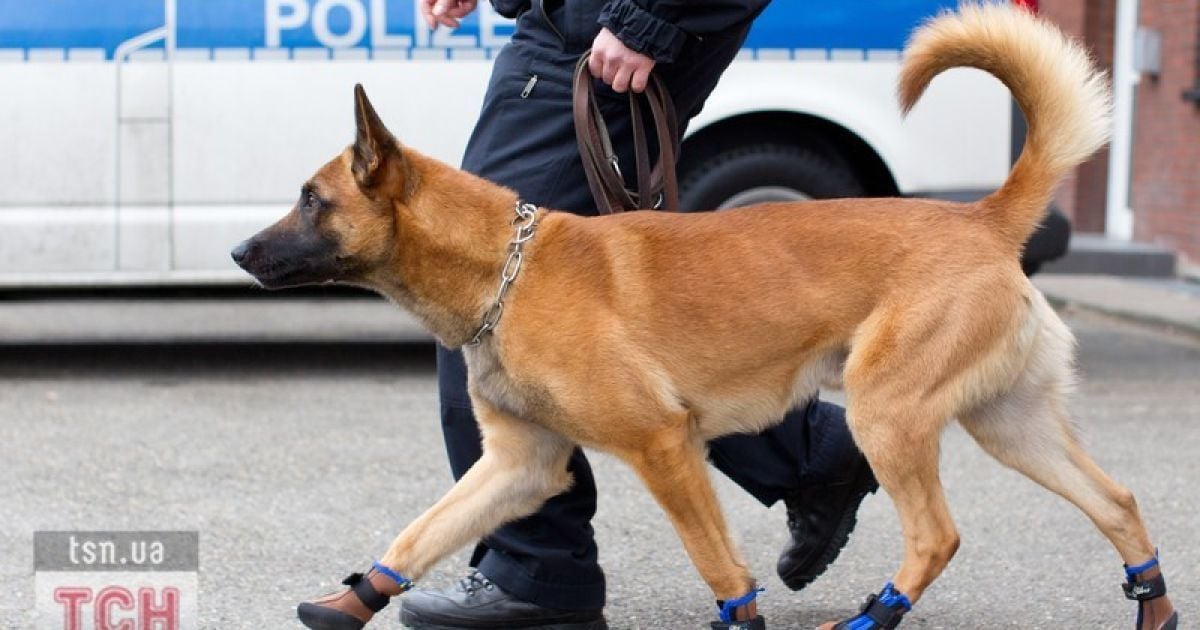 В Іспанії штрафують за собачі фекалії