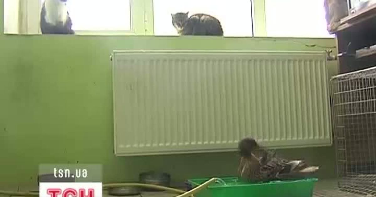 Кияни зловживають гостинністю столичного зоопарку