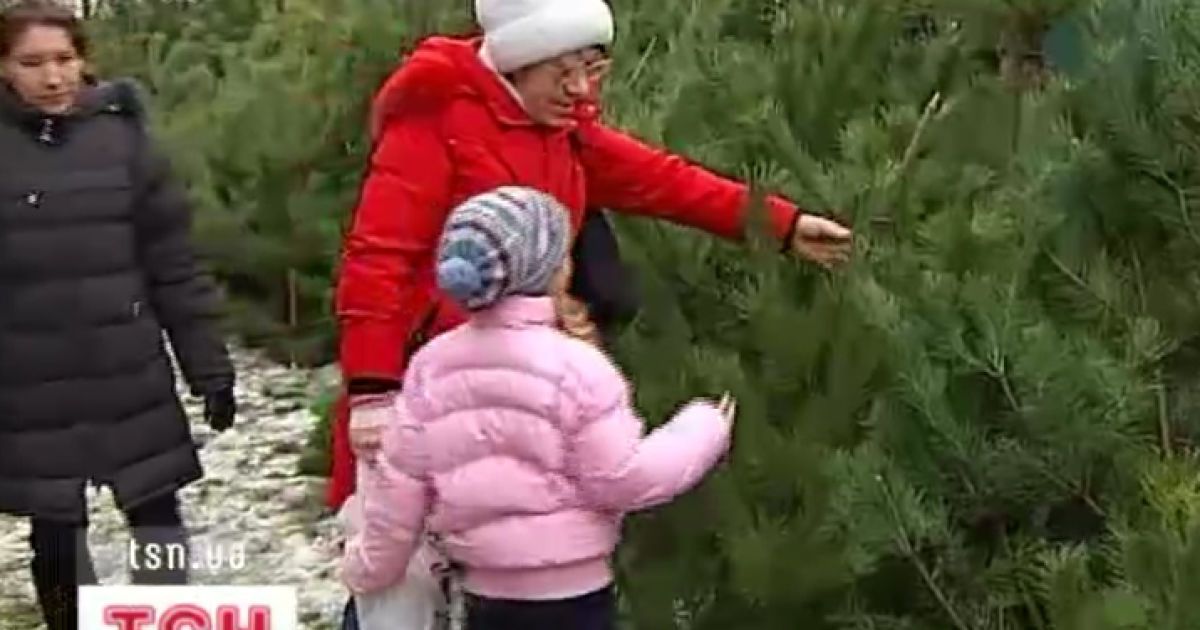Кияни охоче розкуповують нелегальні ялинки, бо вони дешеві