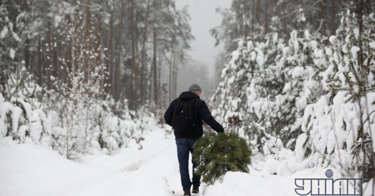 Штраф за ялинку без чіпа - від 274 гривень