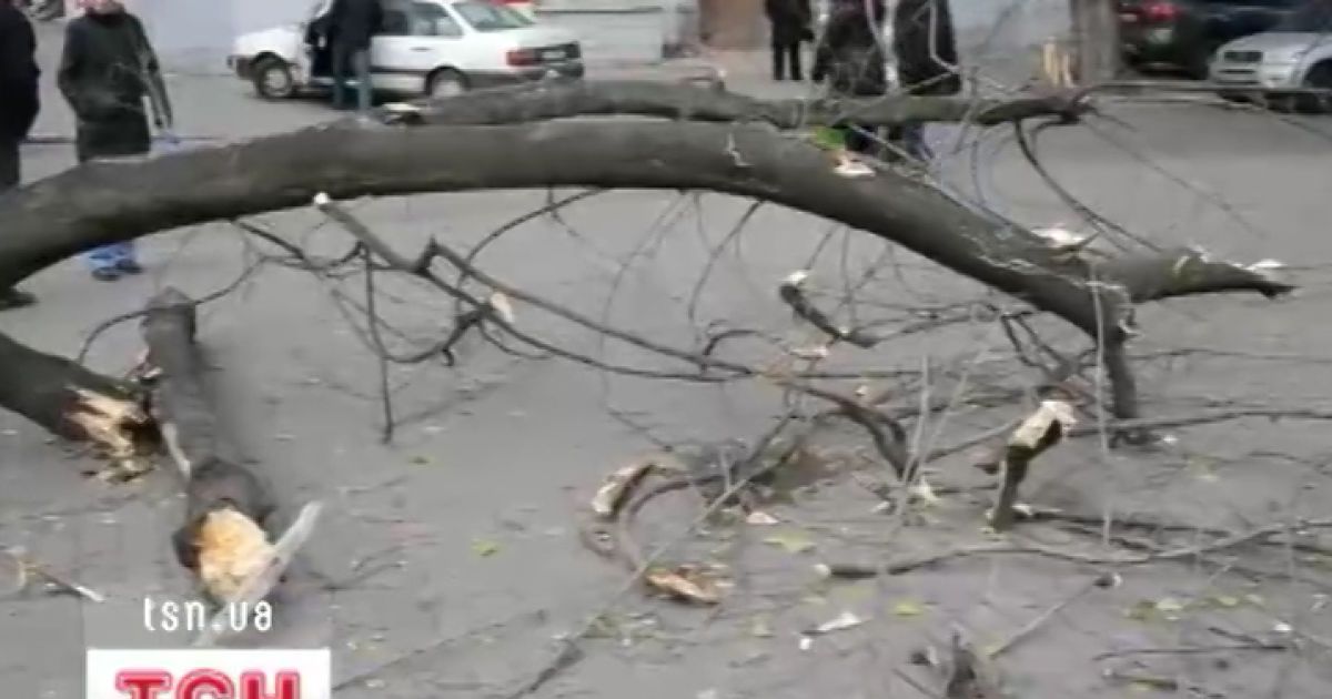 Дерево навмисне обробляли хімією, щоб воно не заважало паркуванню чи рекламі