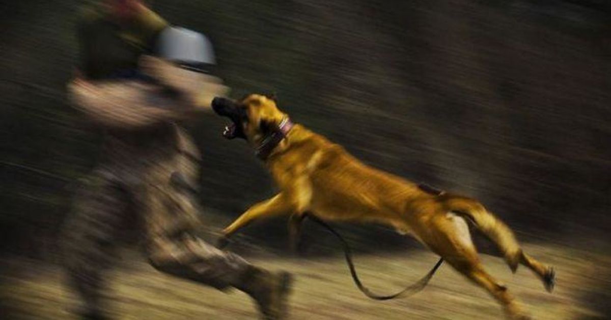 "Чорні" кінологи отримують до тисячі доларів