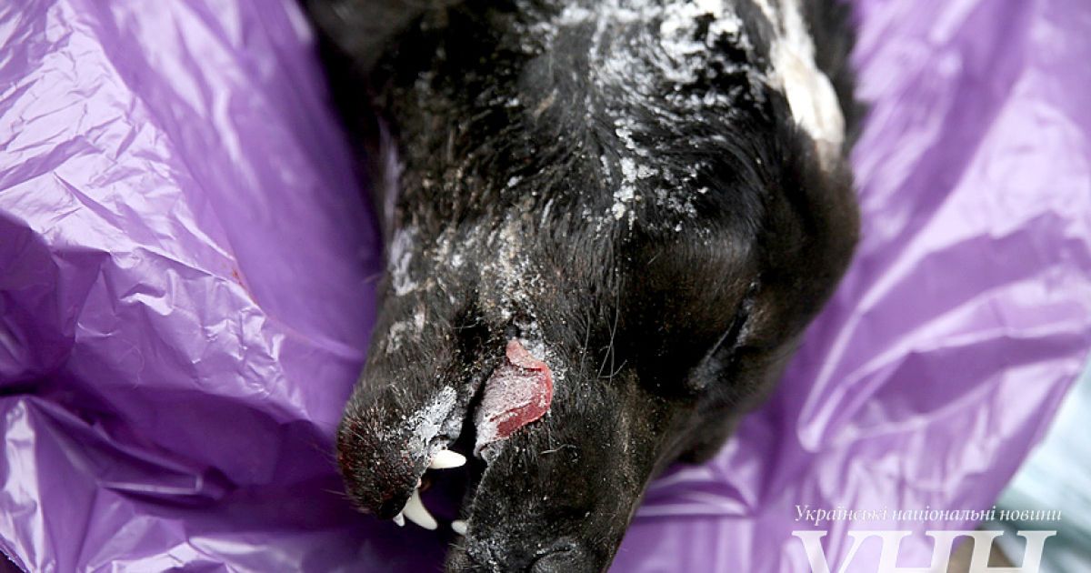 У Києві активізувались догхантери