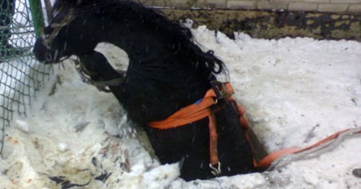 Коня врятували МНСники. Ілюстрація