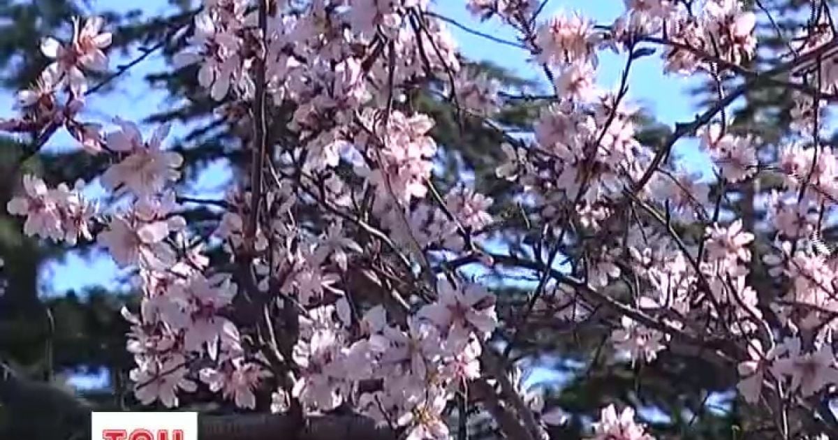 У Криму зацвіли рожевим дерева мигдалю